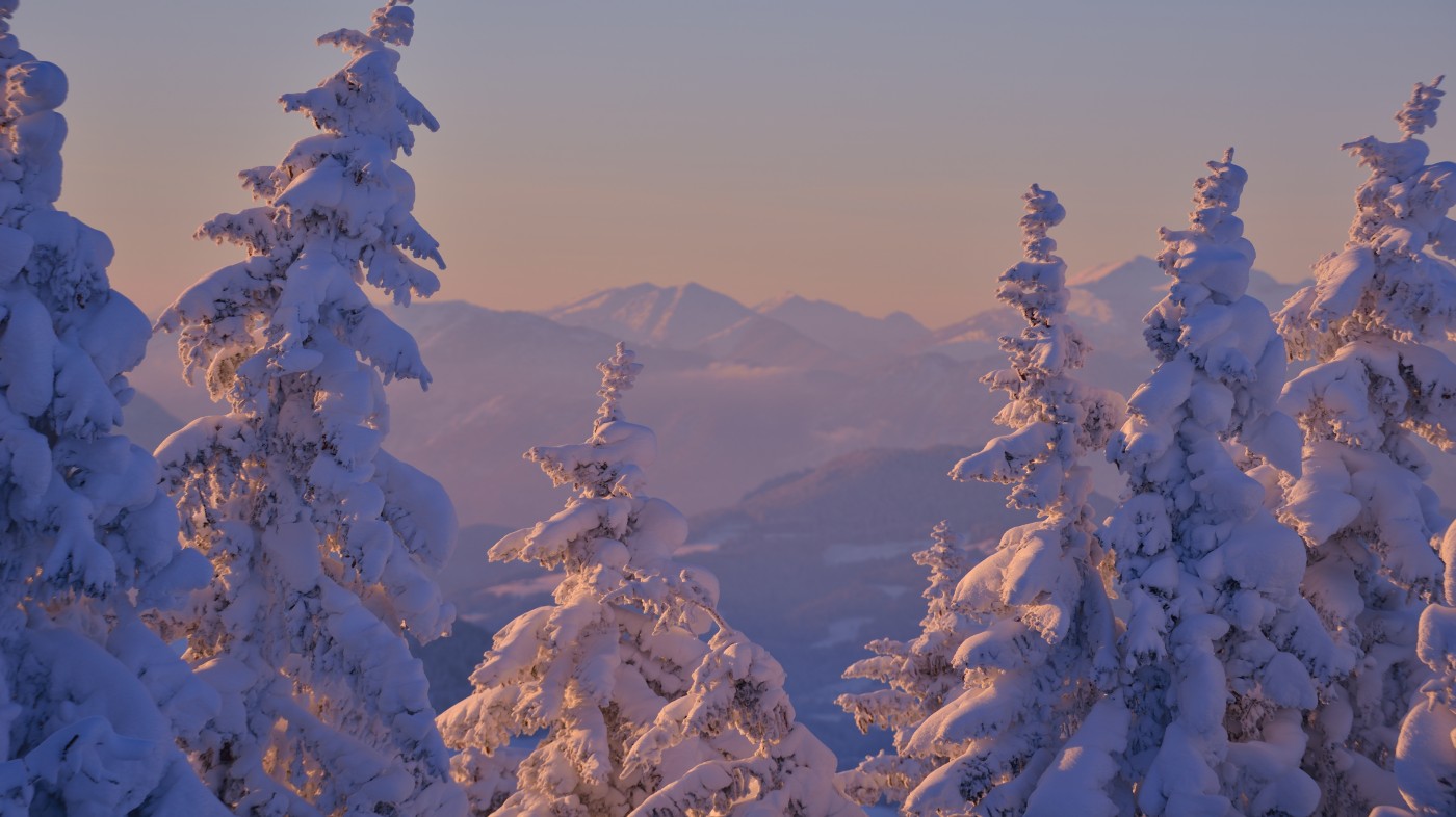 snow-capped trees and Northern Rocky Mountains in distance in Montana